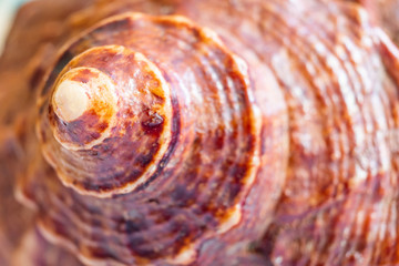Shell rapana close up. Sea theme, vacation at sea, macro photo background.