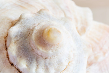 Shell rapana close up. Sea theme, vacation at sea, macro photo background.