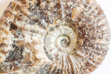 Spiral ammonite close up. Extinct cephalopod mollusk of antiquity. Background Macro Image.