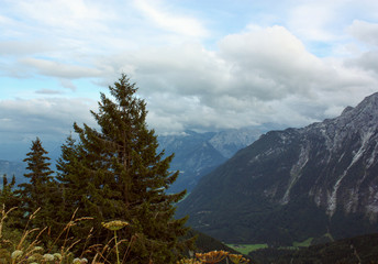 Spruce on the background of mountains