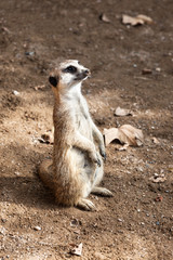 Fototapeta premium beautiful meerkat