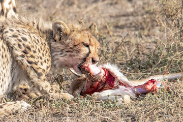young cheetah eats prey