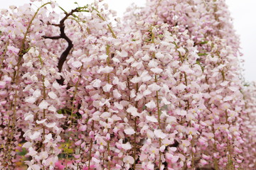 藤の花が見ごろな日本の郊外の公園