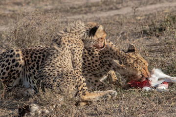 Fototapeta na wymiar Cheetah and her cub eating prey