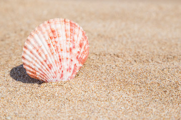 Closeup of a seashell on a sandy beach