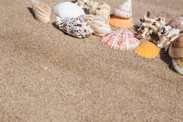 Fototapeta na wymiar Closeup of a seashells on a sandy beach