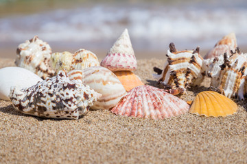 Closeup of a seashells on a sandy beach