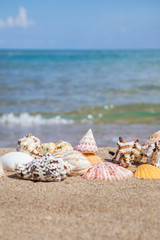 Obraz na płótnie Canvas Closeup of a seashells on a sandy beach