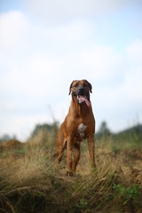 Side view at a rhodesian ridgeback for a walk outdoors on a field