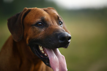 Side view at a rhodesian ridgeback for a walk outdoors on a field