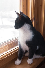 Black and white young cat looking out the window at the street