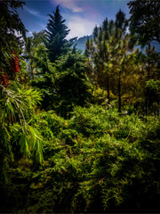 dense forest in the valley under a hill