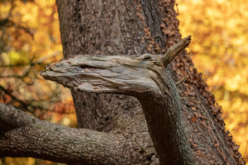 Broken red branch in autumn. Broken branch resembles the head of a horse.