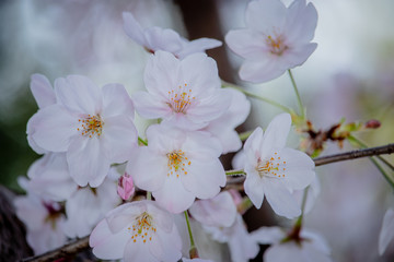 Pink Japanese cherry blossom blooming season under a ending winter