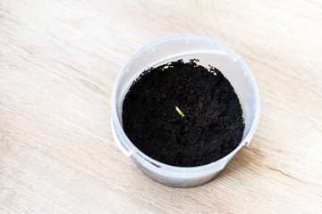 Small green pepper sprout in the plastic pot