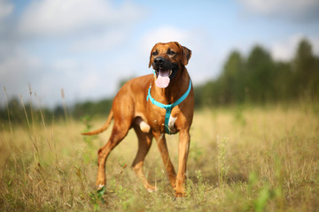 Side view at a rhodesian ridgeback for a walk outdoors on a field