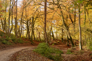 Naklejka premium English woodland showing glorious autumn colours