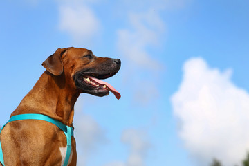 Side view at a rhodesian ridgeback for a walk outdoors on a field