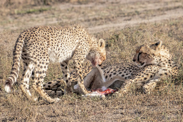 Cheetah and her cub eating prey