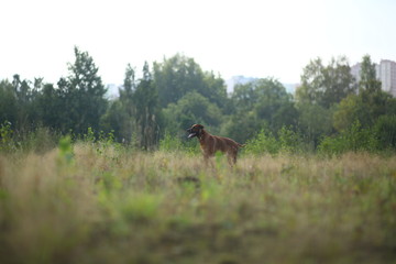Side view at a rhodesian ridgeback for a walk outdoors on a field