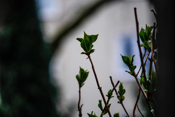 Flowers in Window