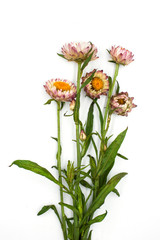 Helichrysum bracteatum blooming the beautiful flowers isolated on white background