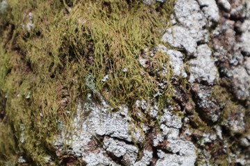 Moss and Rocks