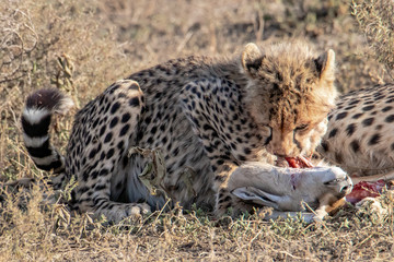 young cheetah eats prey
