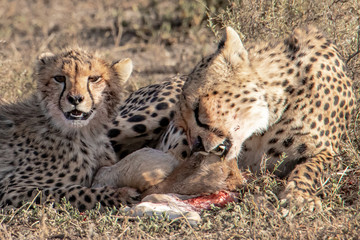 Cheetah and her cub eating prey