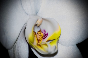 orchidee