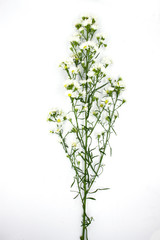 white aster flowers isolated on white background