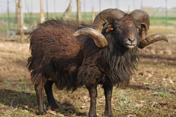 Black male ouessant sheep with great horns in the meadow 