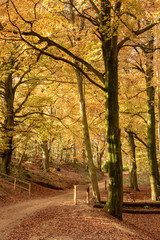 English woodland showing glorious autumn colours