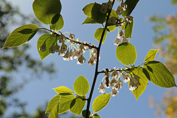 Blüten der Halesia
