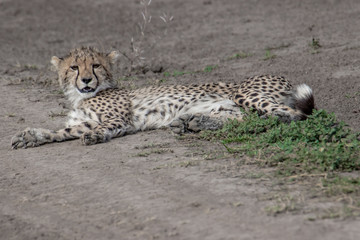 cheetah on the lookout