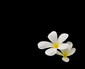 white flower isolated on black background