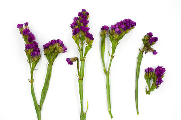 Purple Linonium, commonly known as wavyleaf sea lavender,statice, sea lavender, notch leaf marsh...