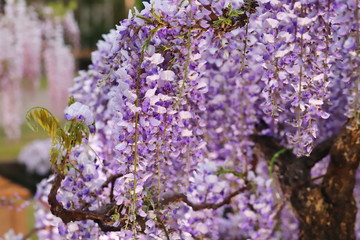 藤の花が見ごろな日本の郊外の公園