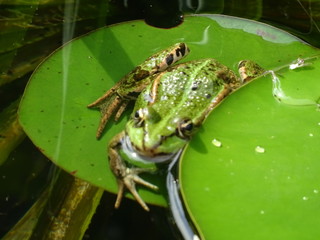 Teichfrosch
