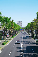 Fototapeta na wymiar 都市の風景、街路樹のある道路