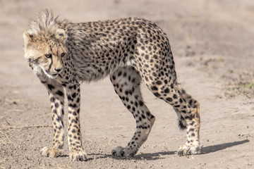 cheetah on the lookout
