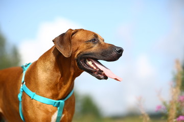 Side view at a rhodesian ridgeback for a walk outdoors on a field