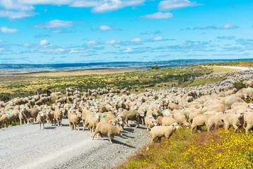 Selbstklebende Fototapeten Herd of sheep on the road in Tierra del Fuego © Fyle