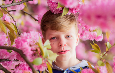 Tender bloom. Cute child enjoy warm spring day. Visit sakura garden. Boy teen posing near sakura....