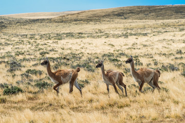 Three curious guanaco lamas in pampa