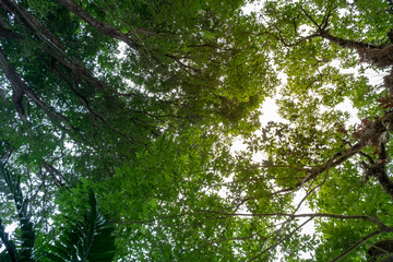 Looking up to the sky in the big forest