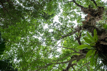 Looking up to the sky in the big forest