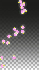 Vector Realistic Pink Petals Falling on Transparent Background.  Spring Romantic Flowers Illustration. Flying Petals. Sakura Spa Design. Blossom Confetti.