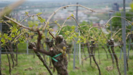 Austrieb im Weinberg (Pfalz)