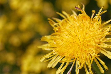 One blooming dandelion close-up on a yellow background. Spring flowers.
